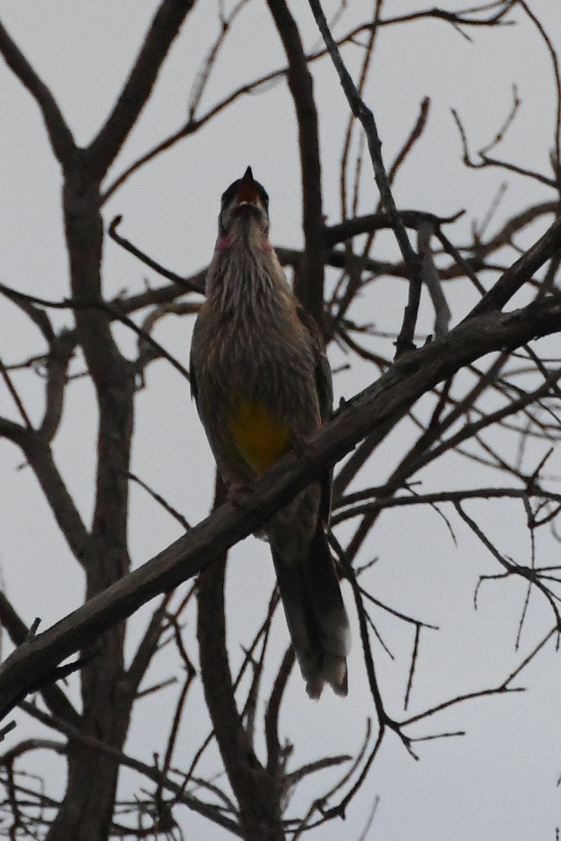 Red Wattlebird - ML644203342