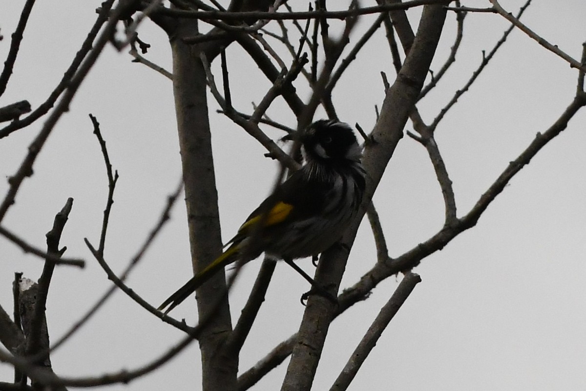 New Holland Honeyeater - ML644203354