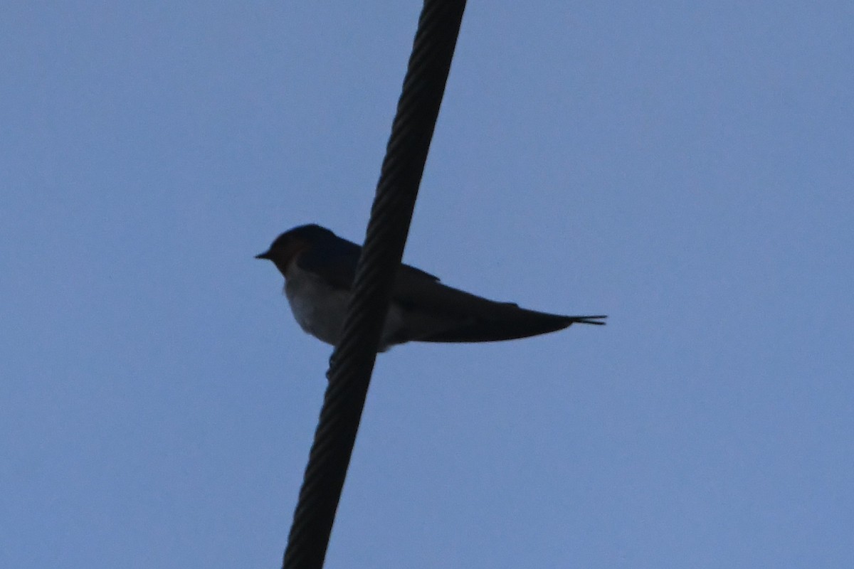 Welcome Swallow - ML644203363