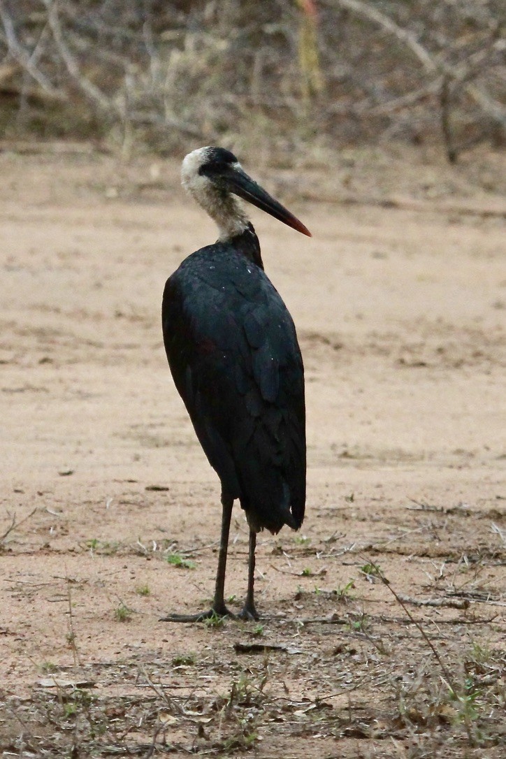 חסידה לבנת-גרון אפריקאית - ML644203367