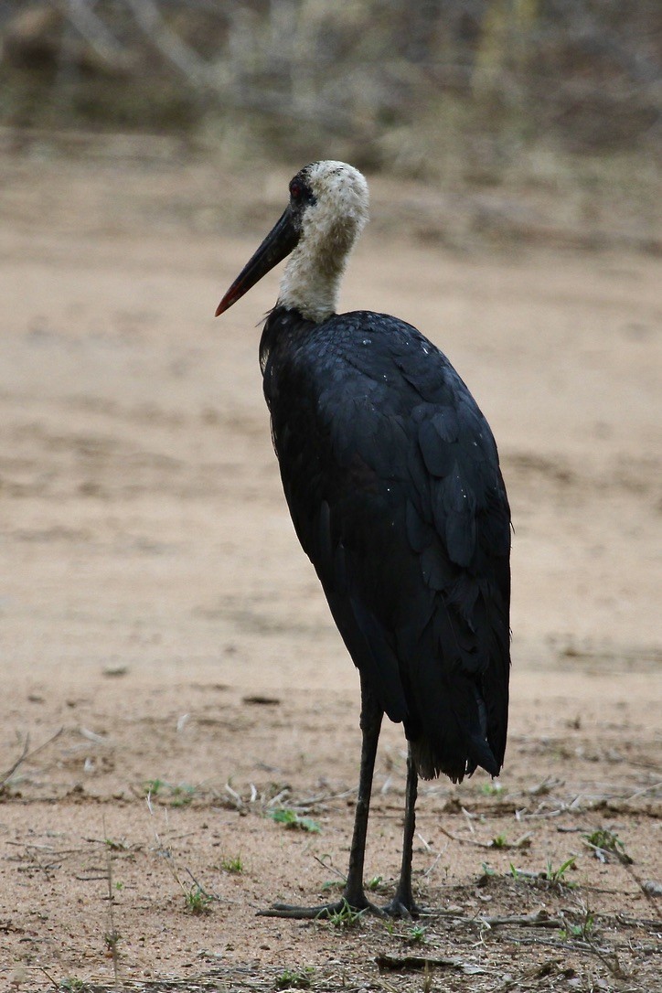 חסידה לבנת-גרון אפריקאית - ML644203368