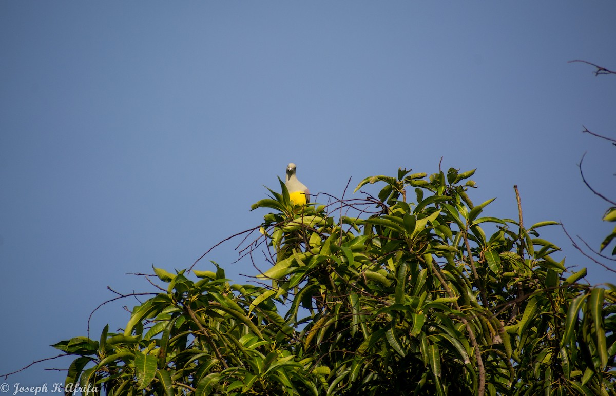 holub sahelský - ML644203375