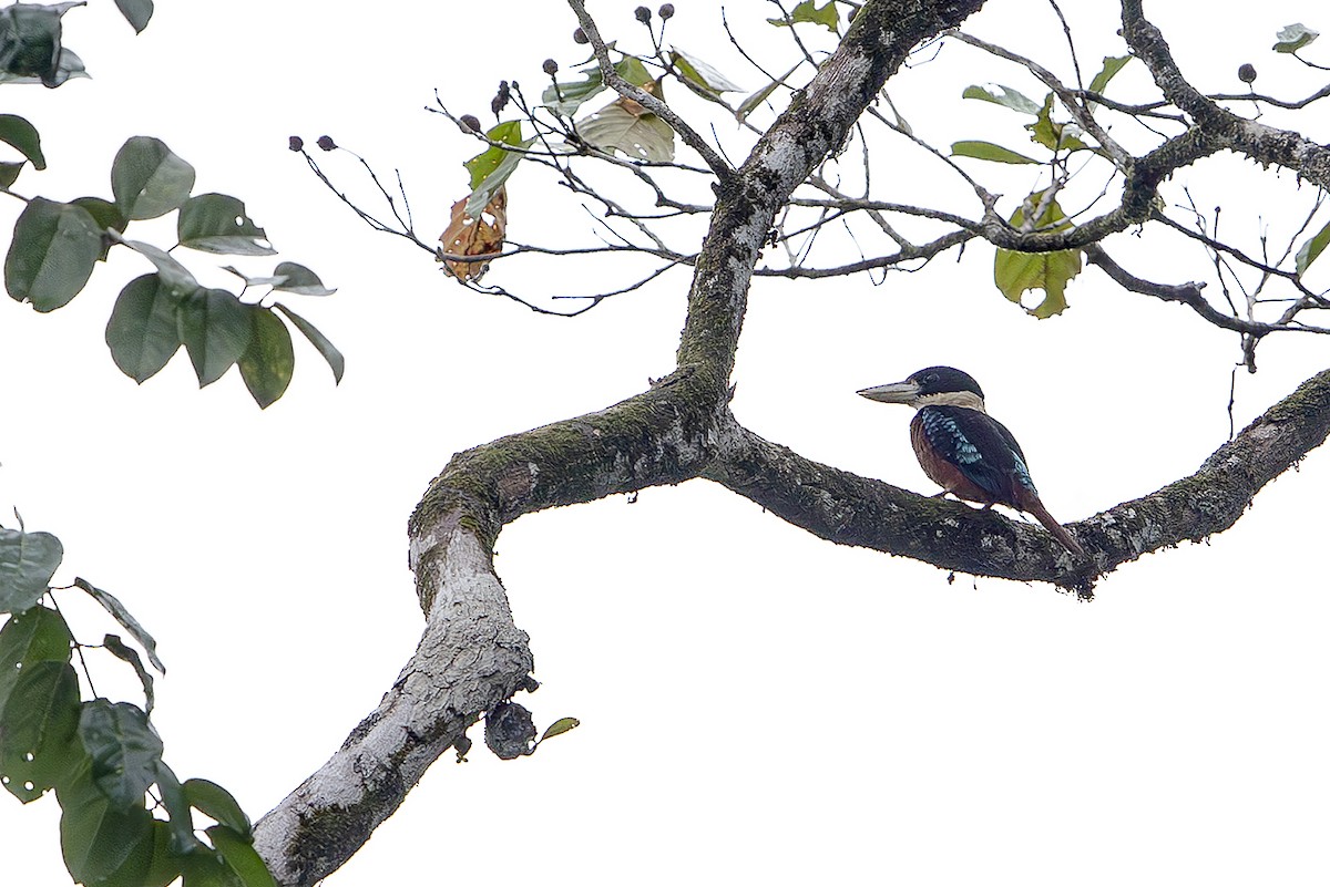 Кукабара білодзьоба - ML644203380