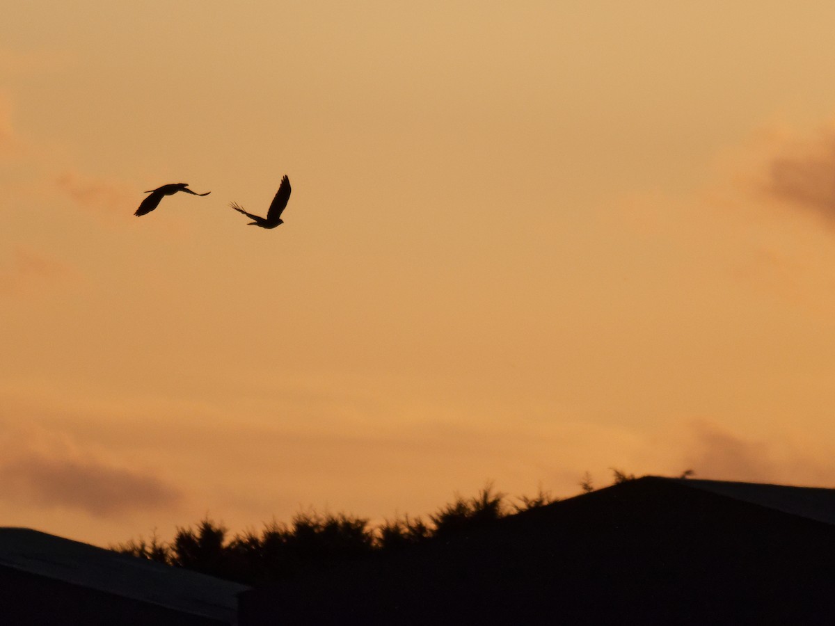 Common Raven - ML644203389