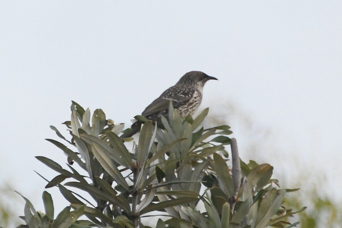 Little Wattlebird - ML644203394