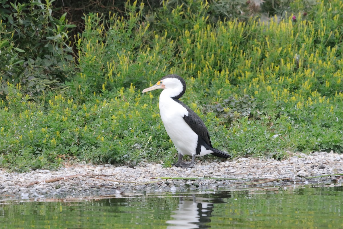 Pied Cormorant - ML644203397