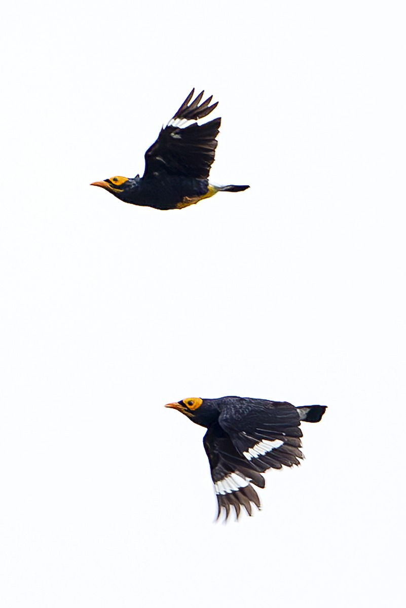 Yellow-faced Myna - ML644203401