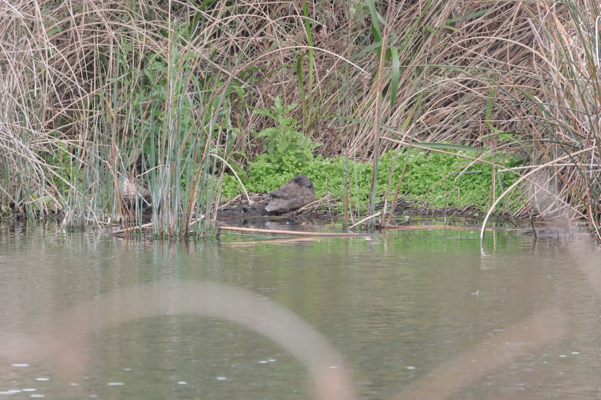 Freckled Duck - ML644203409
