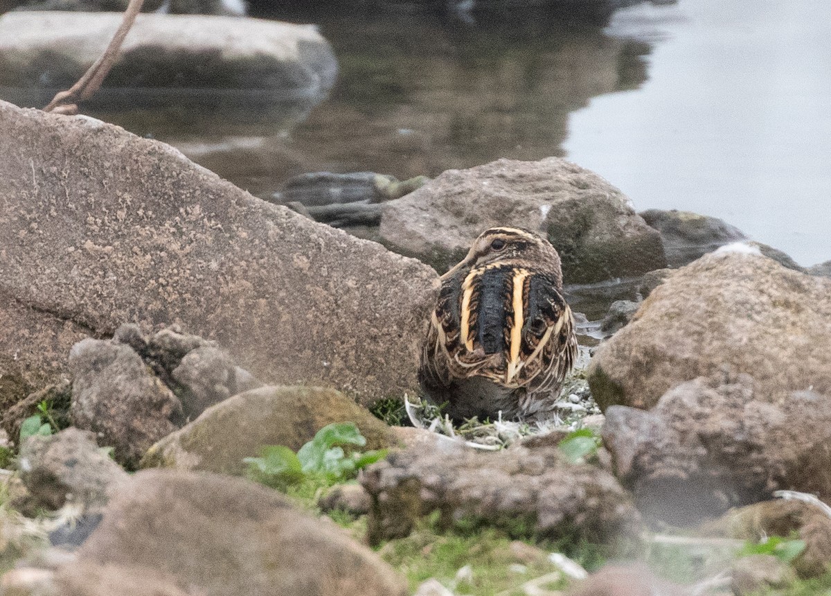 Frullino - ML644203412