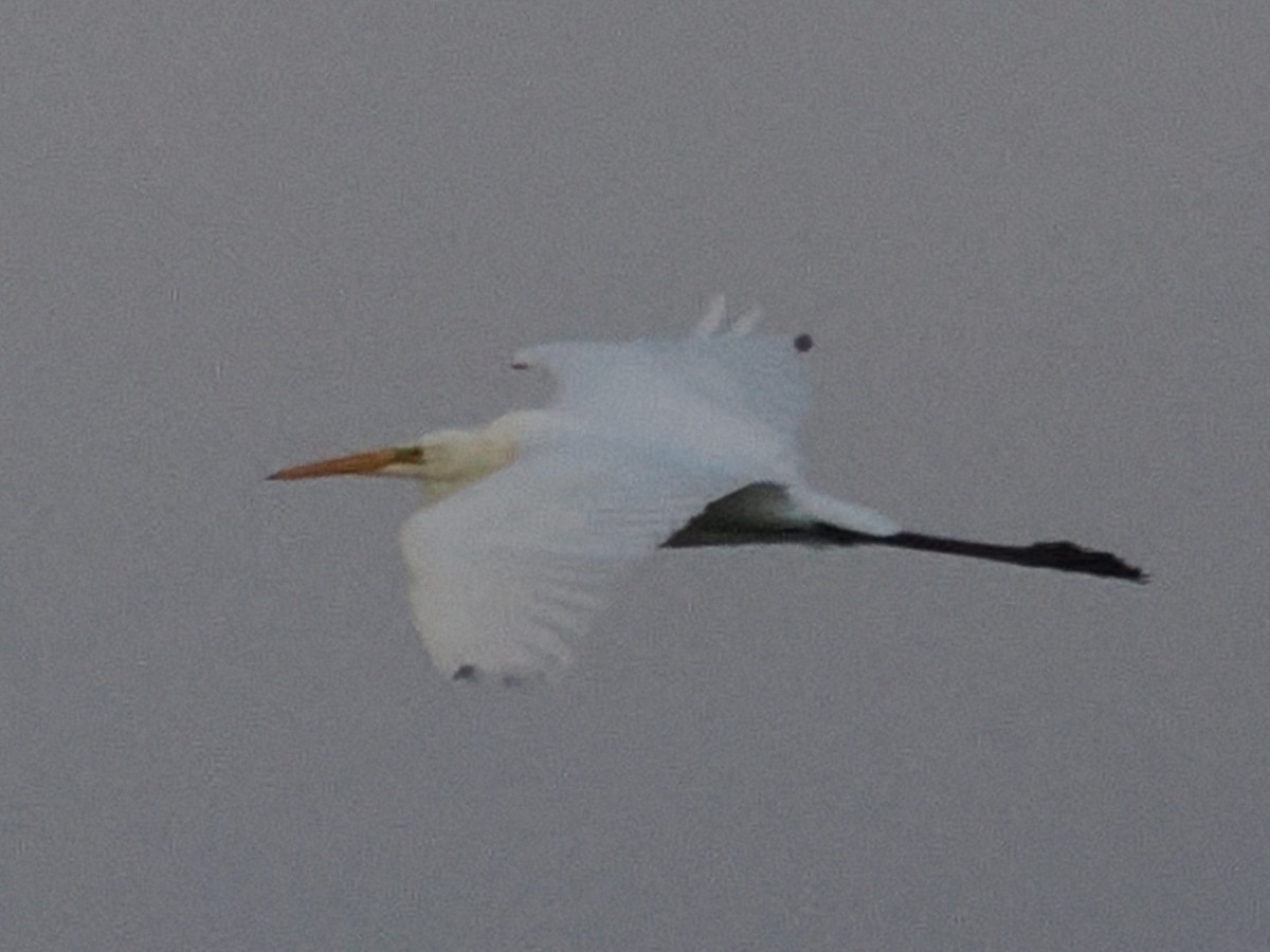 Great Egret - ML644203414