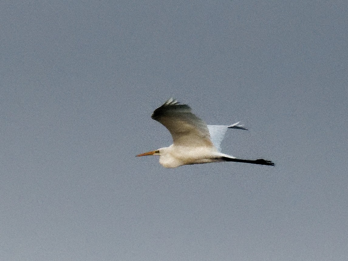 Great Egret - ML644203415
