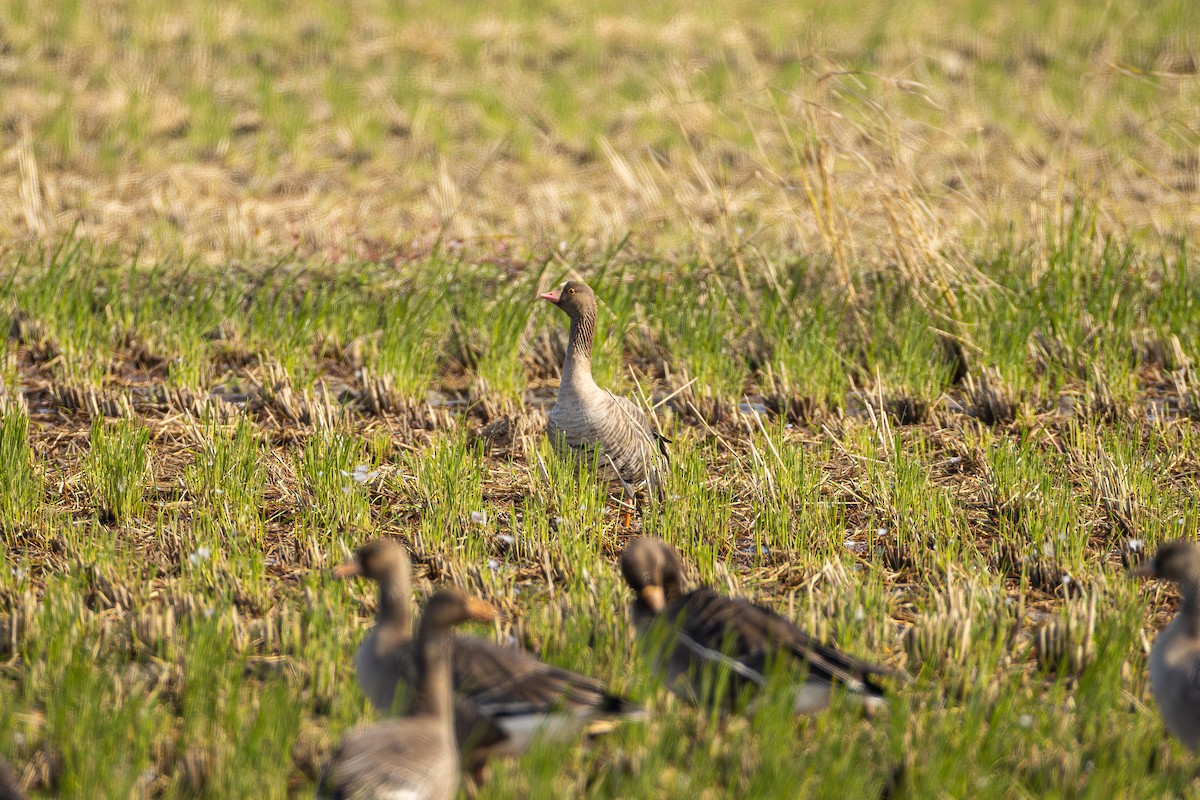 Küçük Sakarca - ML644203420