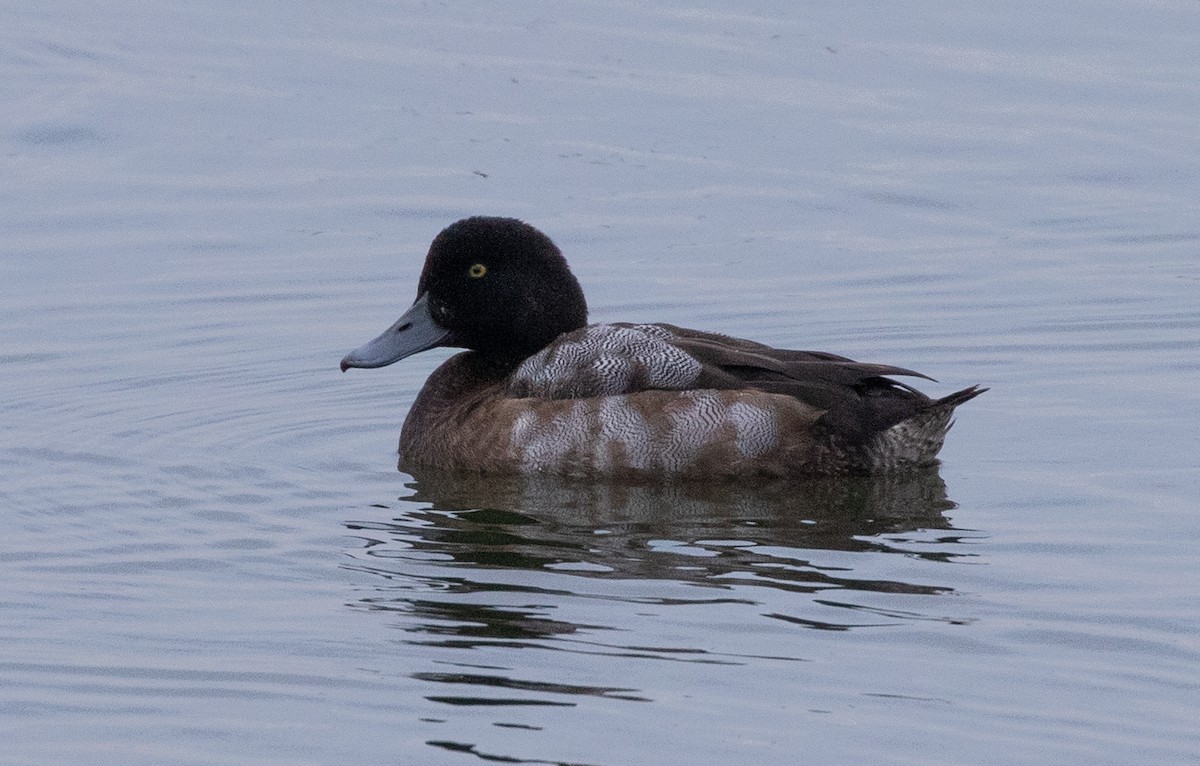 Greater Scaup - ML644203422