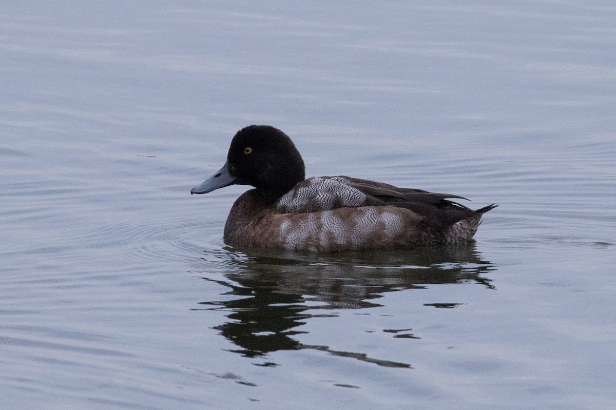 Greater Scaup - ML644203423