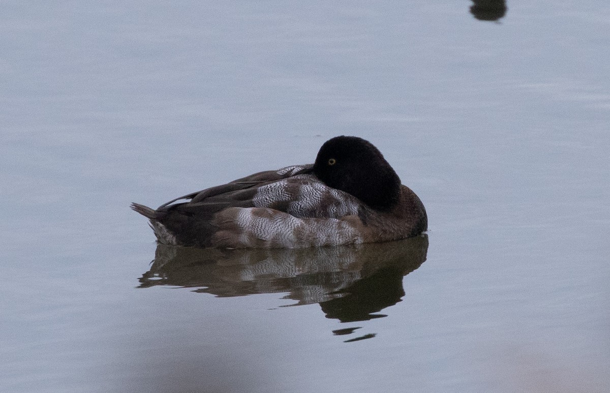 Greater Scaup - ML644203424