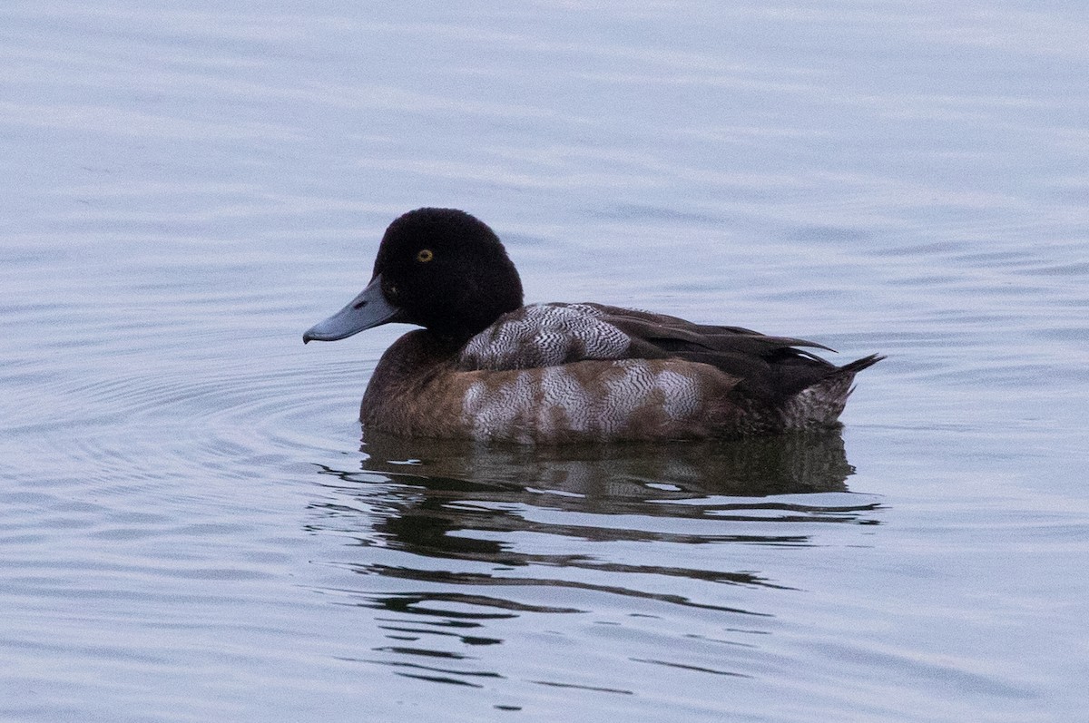 Greater Scaup - ML644203425
