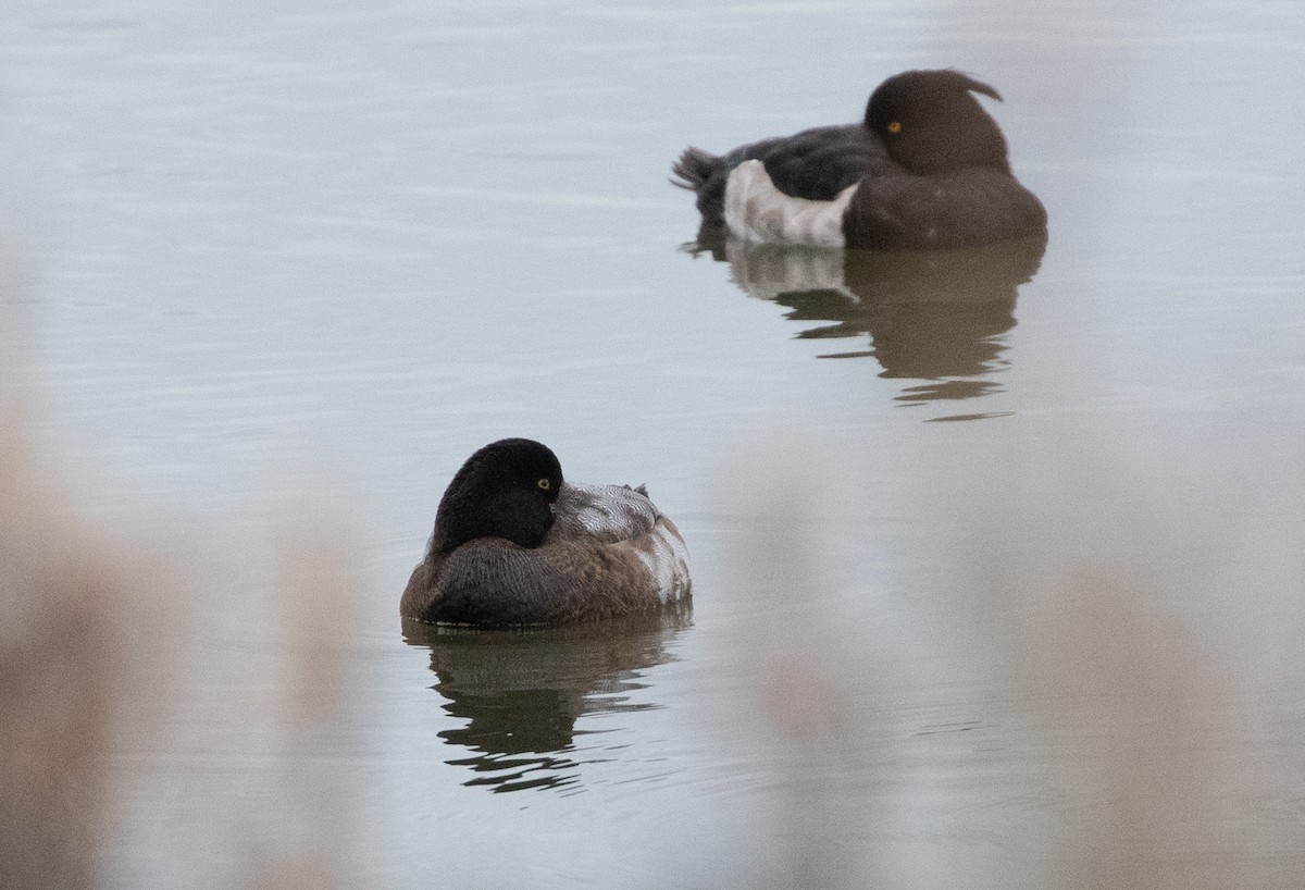 Greater Scaup - ML644203426