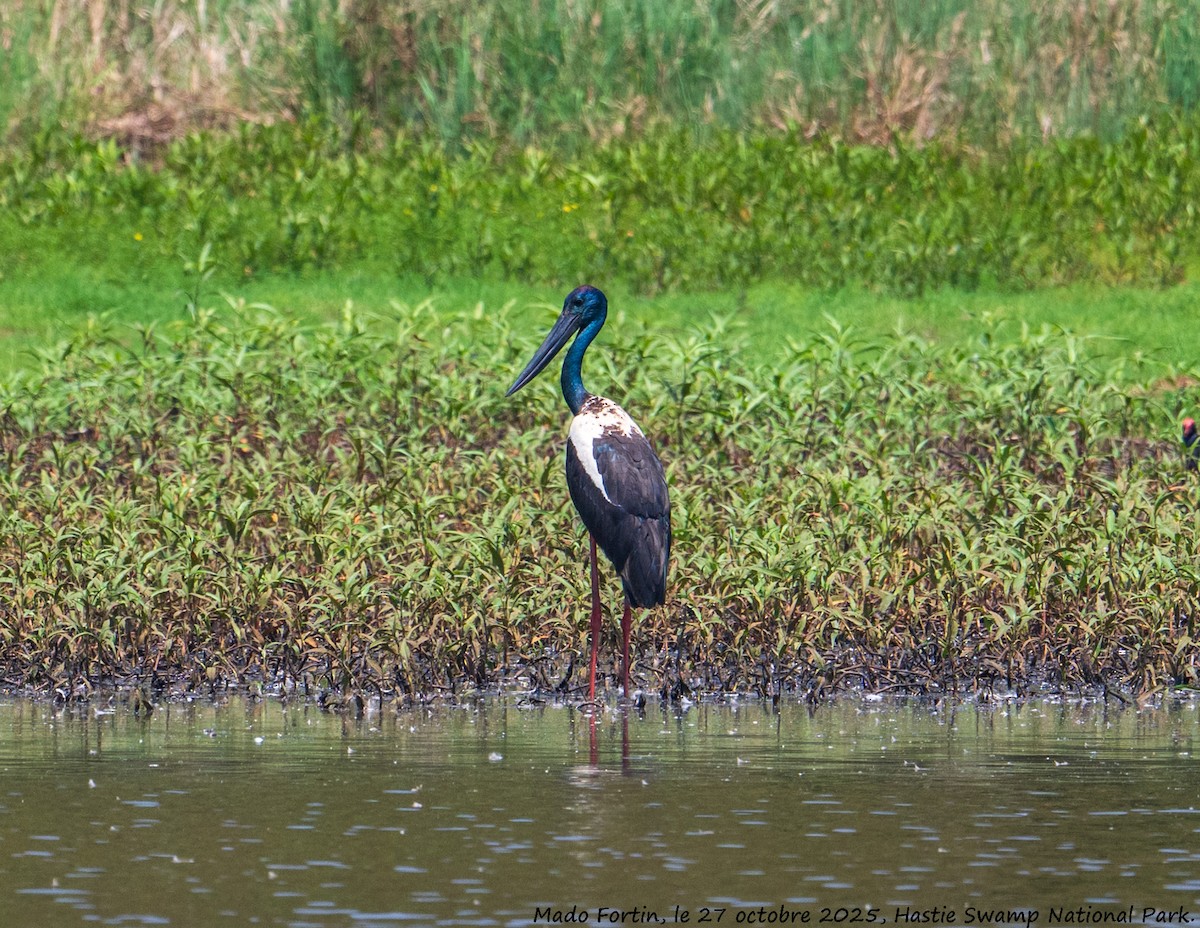 Black-necked Stork - ML644203430