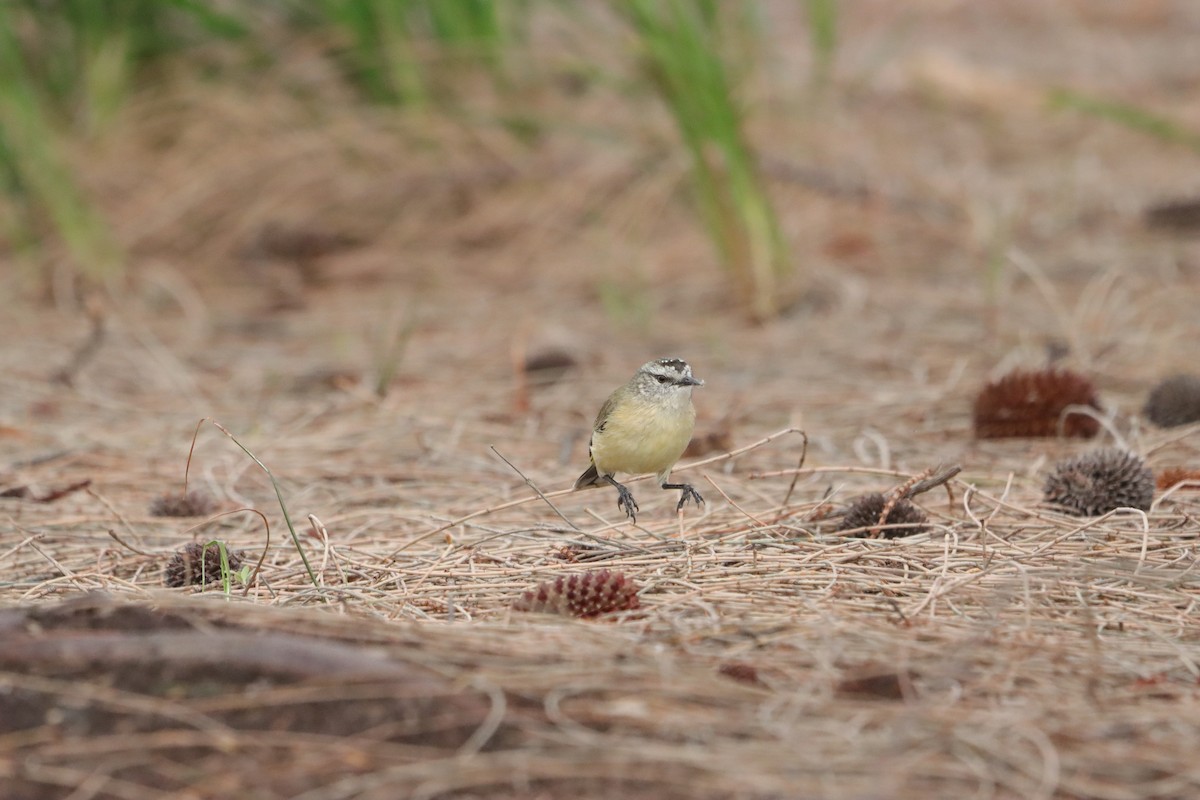 Yellow-rumped Thornbill - ML644203461