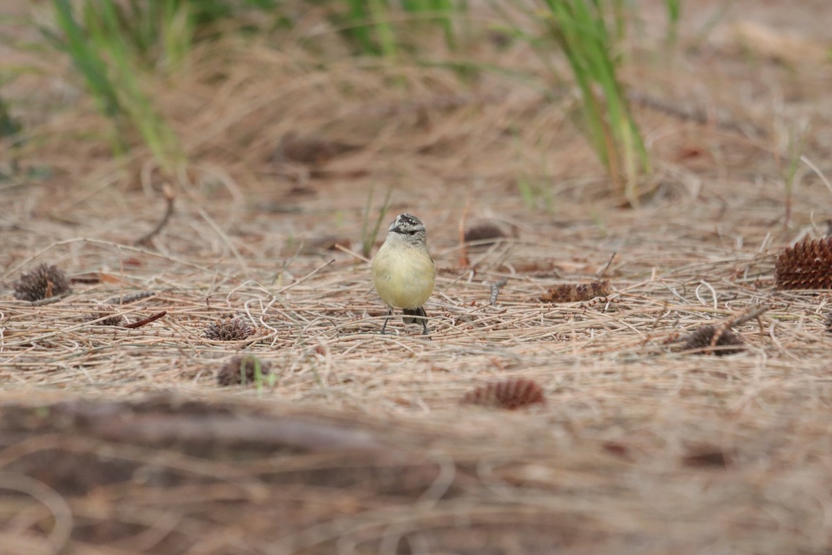 Yellow-rumped Thornbill - ML644203462