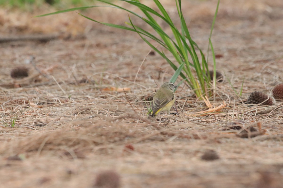 Yellow-rumped Thornbill - ML644203463