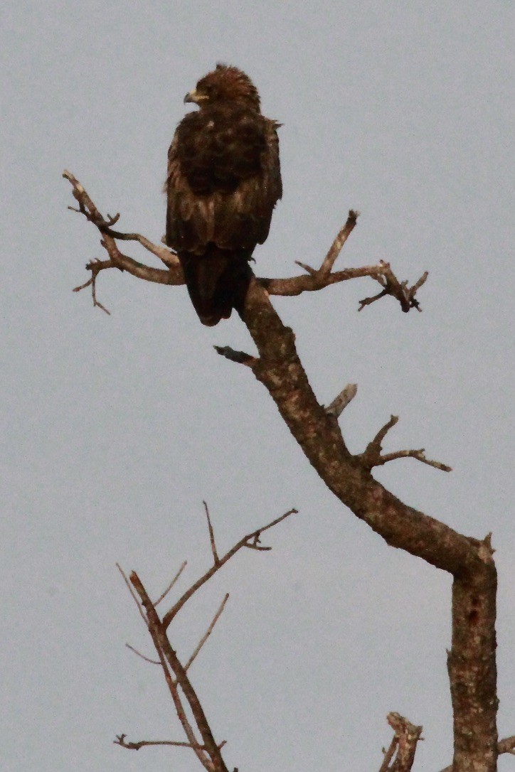 Wahlberg's Eagle - ML644203464