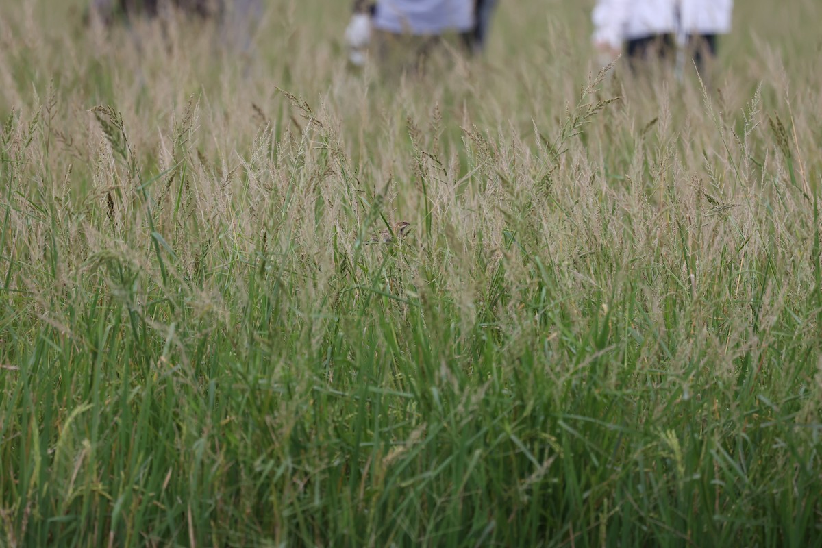 シベリアジュリン - ML644203469