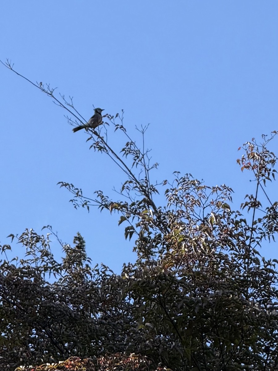 Blue Jay - ML644203470