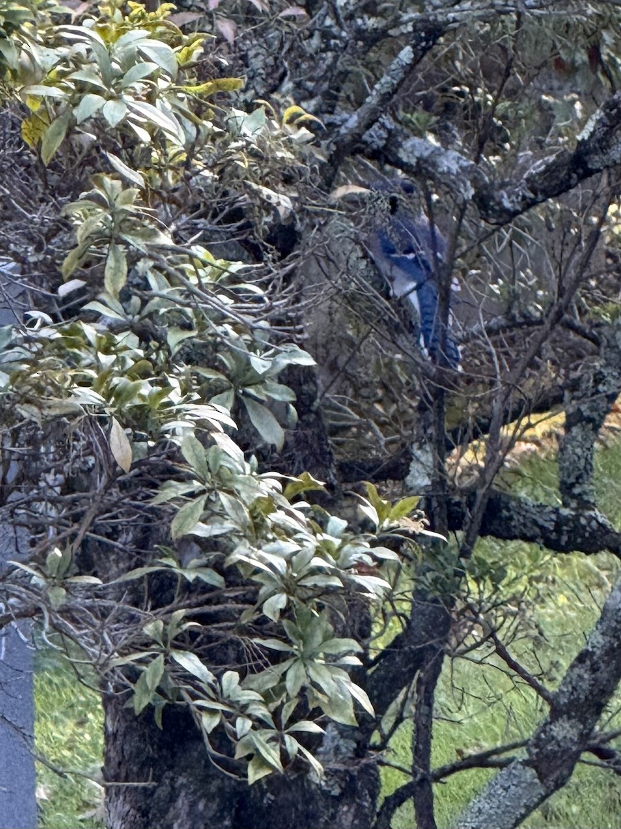 Blue Jay - ML644203471