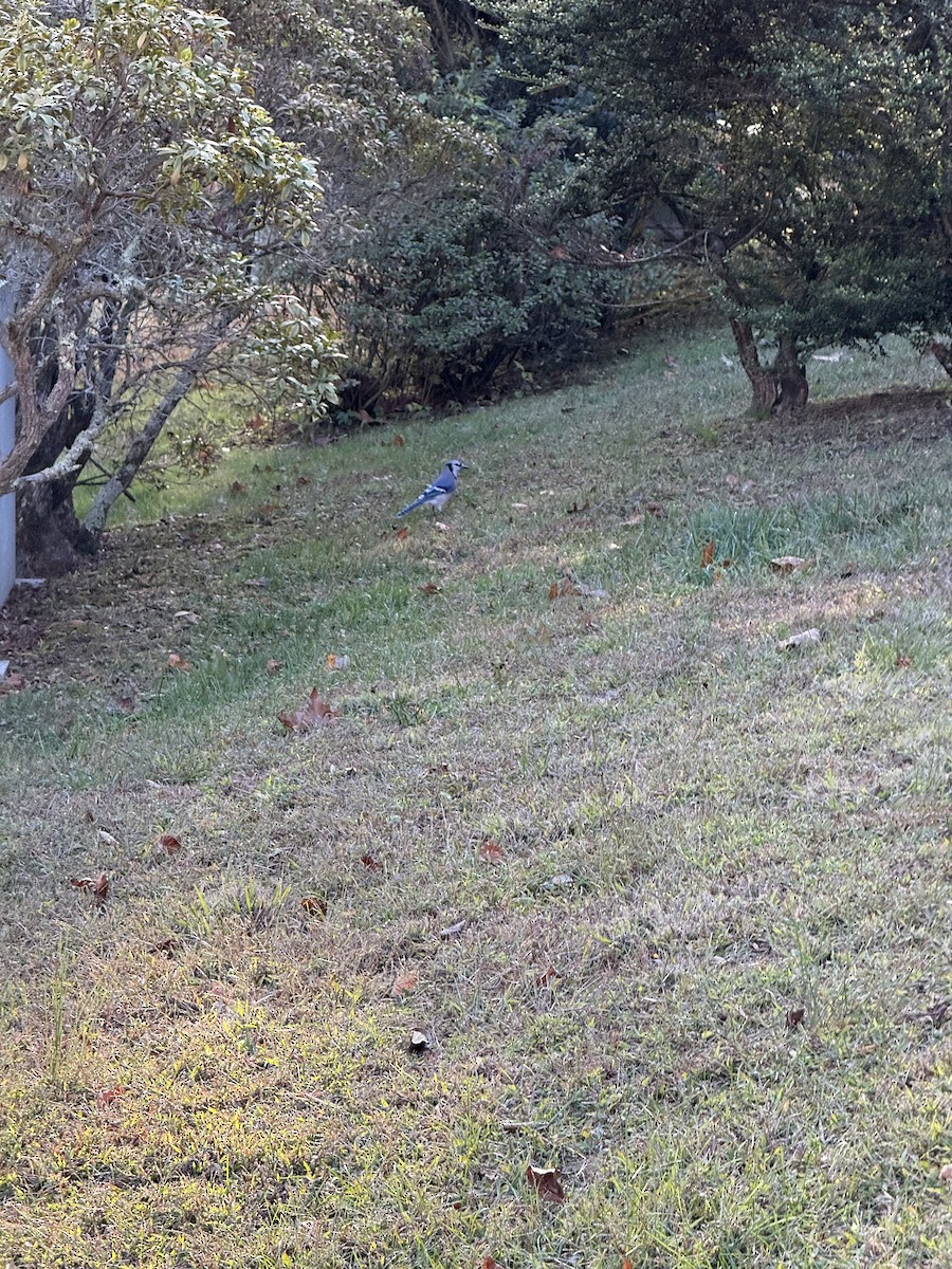 Blue Jay - ML644203472
