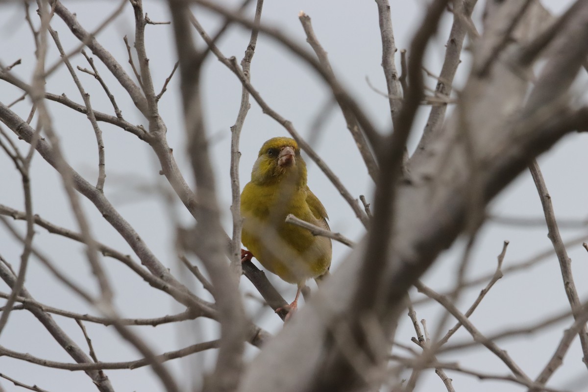 Эгэл ногоолдой - ML644203489