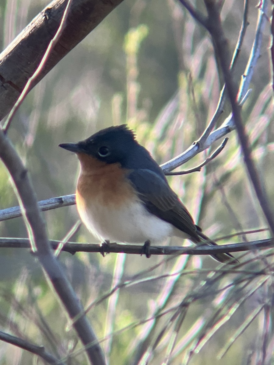 blymonark - ML644203493