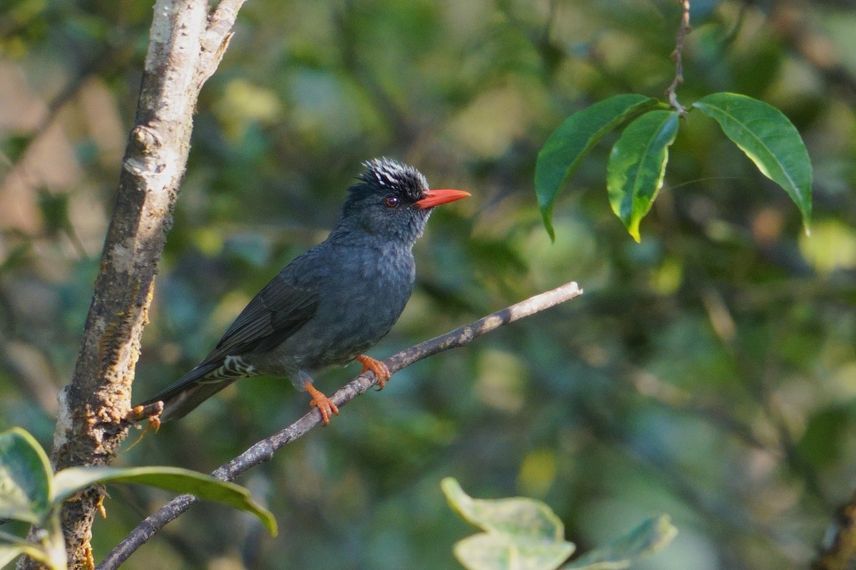 Square-tailed Bulbul - ML644203496
