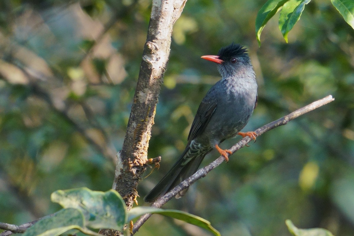 Square-tailed Bulbul - ML644203497