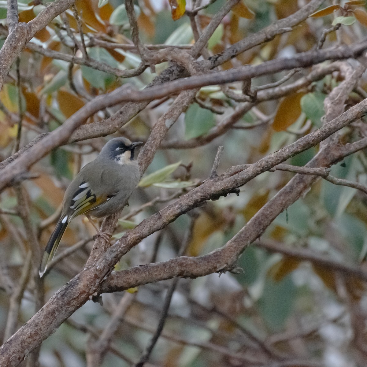 Variegated Laughingthrush - ML644203498