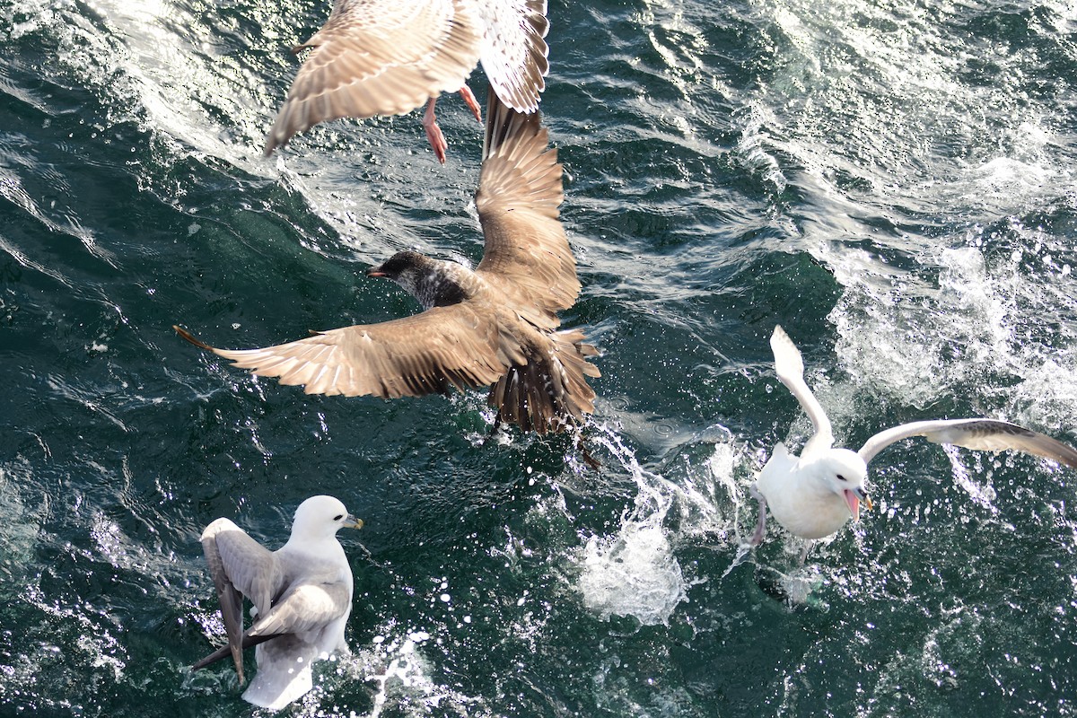 Pomarine Jaeger - ML644203509