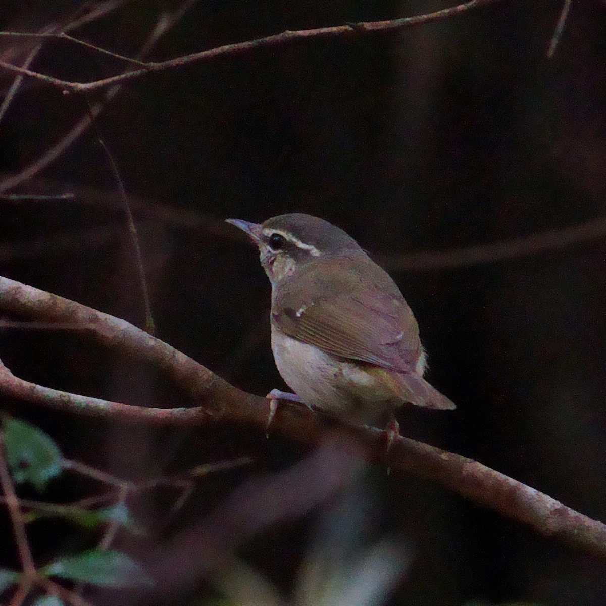 Large-billed Leaf Warbler - ML644203510