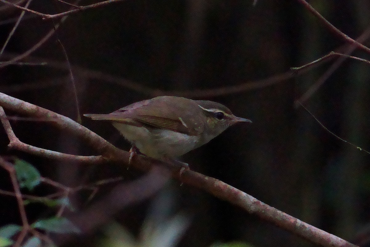 Large-billed Leaf Warbler - ML644203511