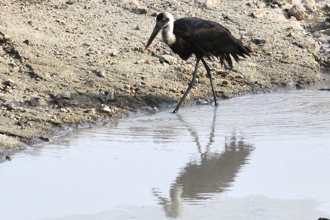 חסידה לבנת-גרון אפריקאית - ML644203512