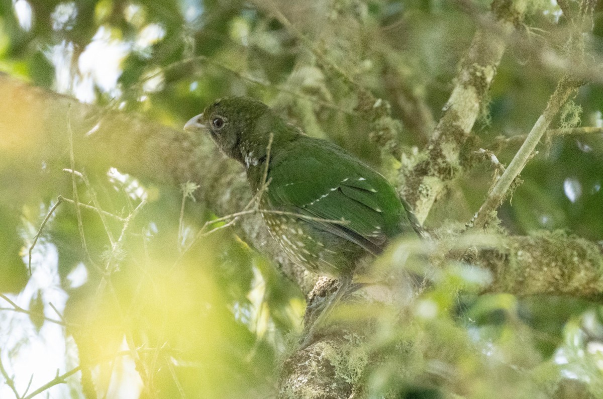 Green Catbird - ML644203521