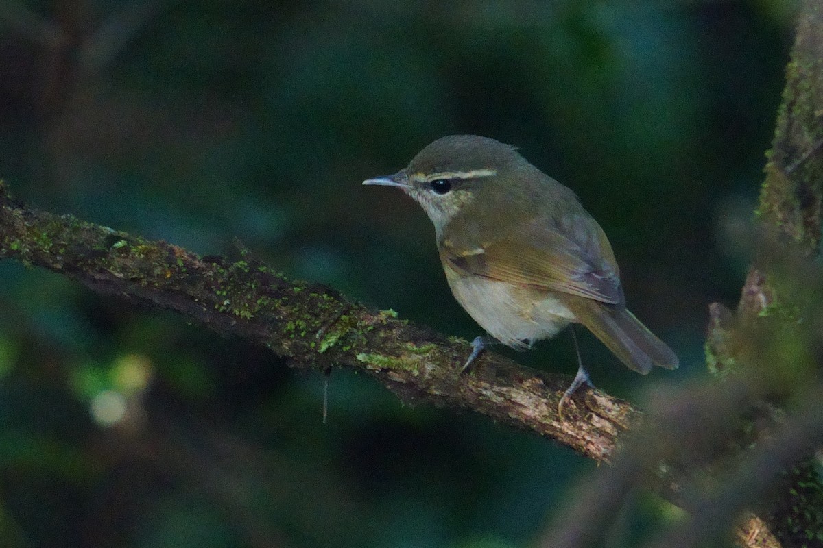Large-billed Leaf Warbler - ML644203524