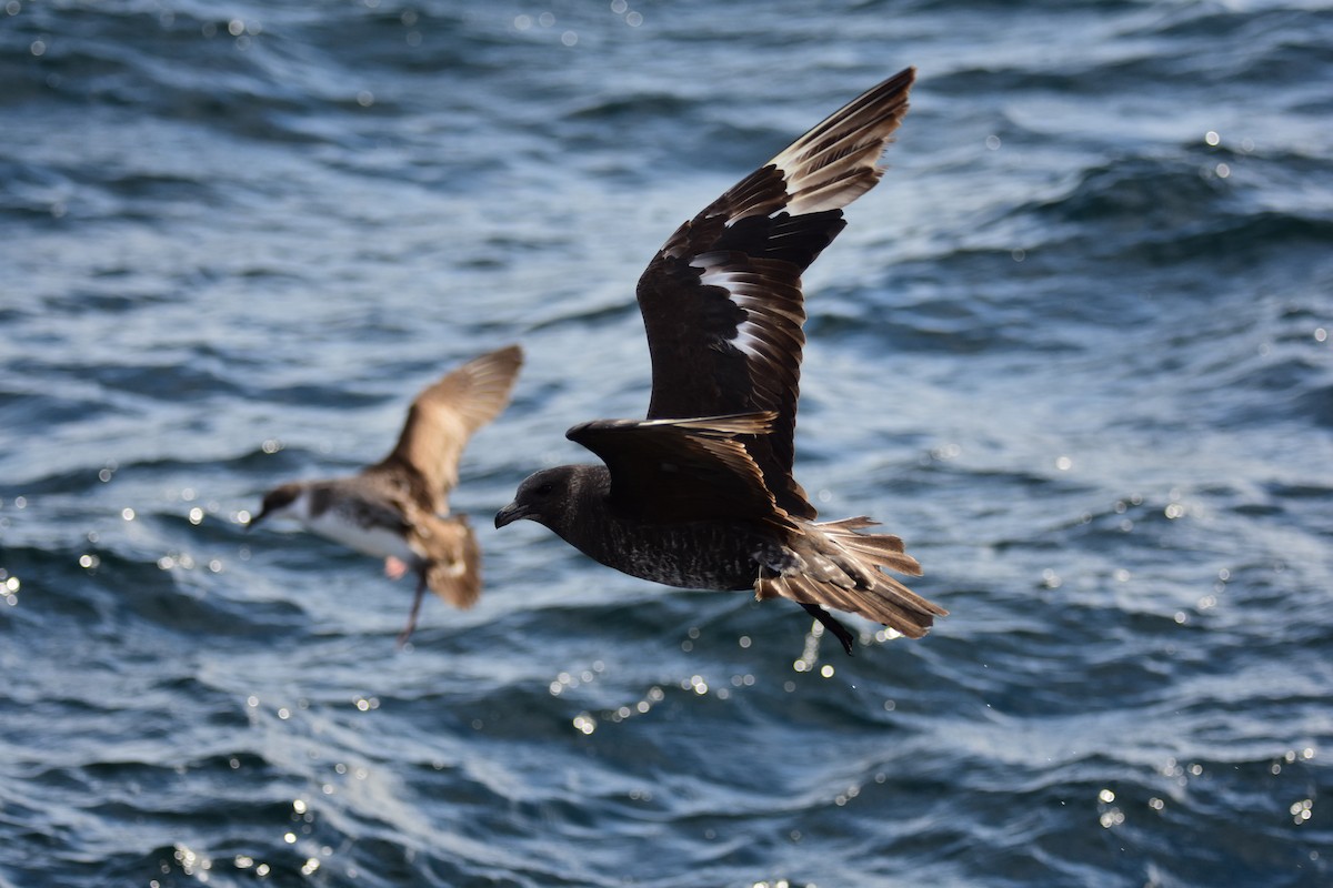 Pomarine Jaeger - ML644203527