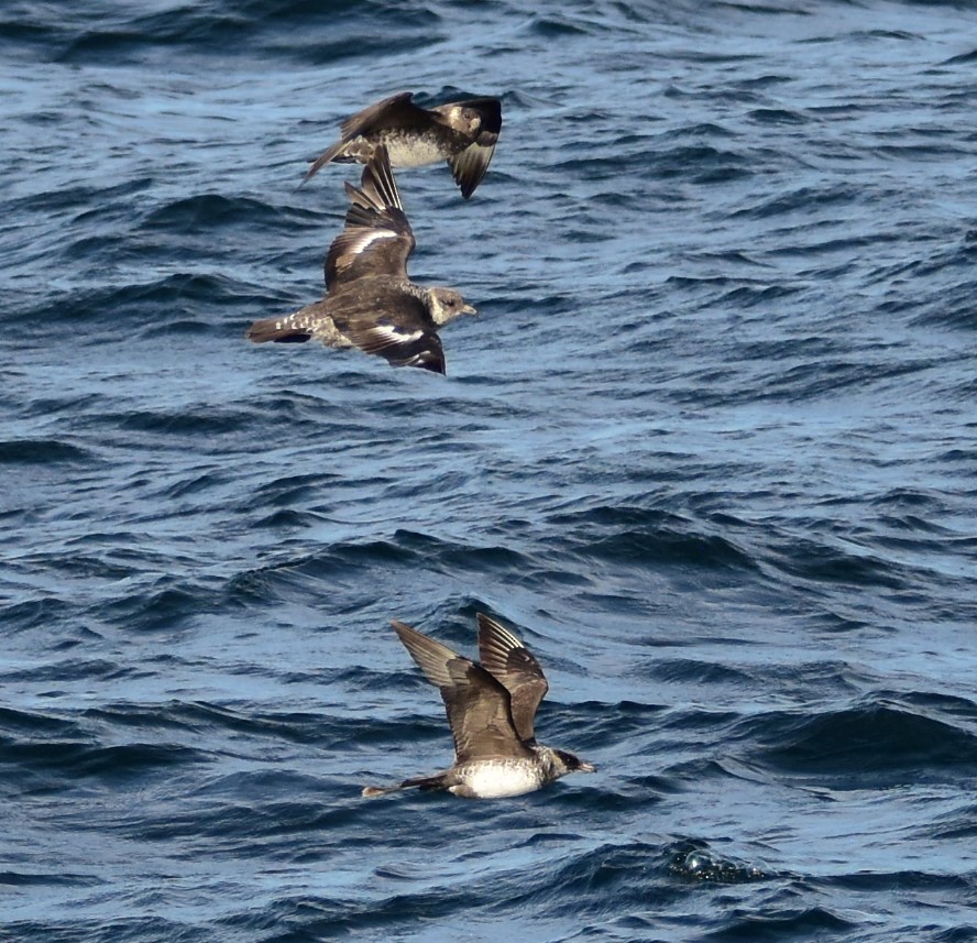 Pomarine Jaeger - ML644203529