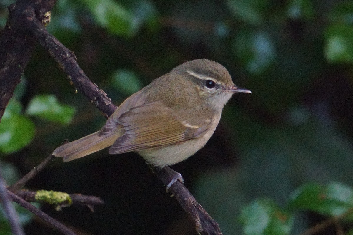 Large-billed Leaf Warbler - ML644203530