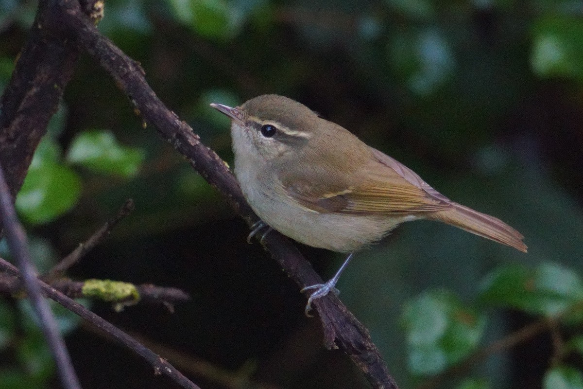 Large-billed Leaf Warbler - ML644203531