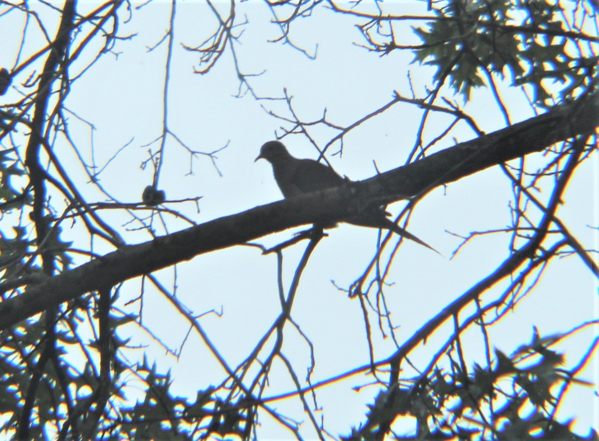Mourning Dove - ML644203535