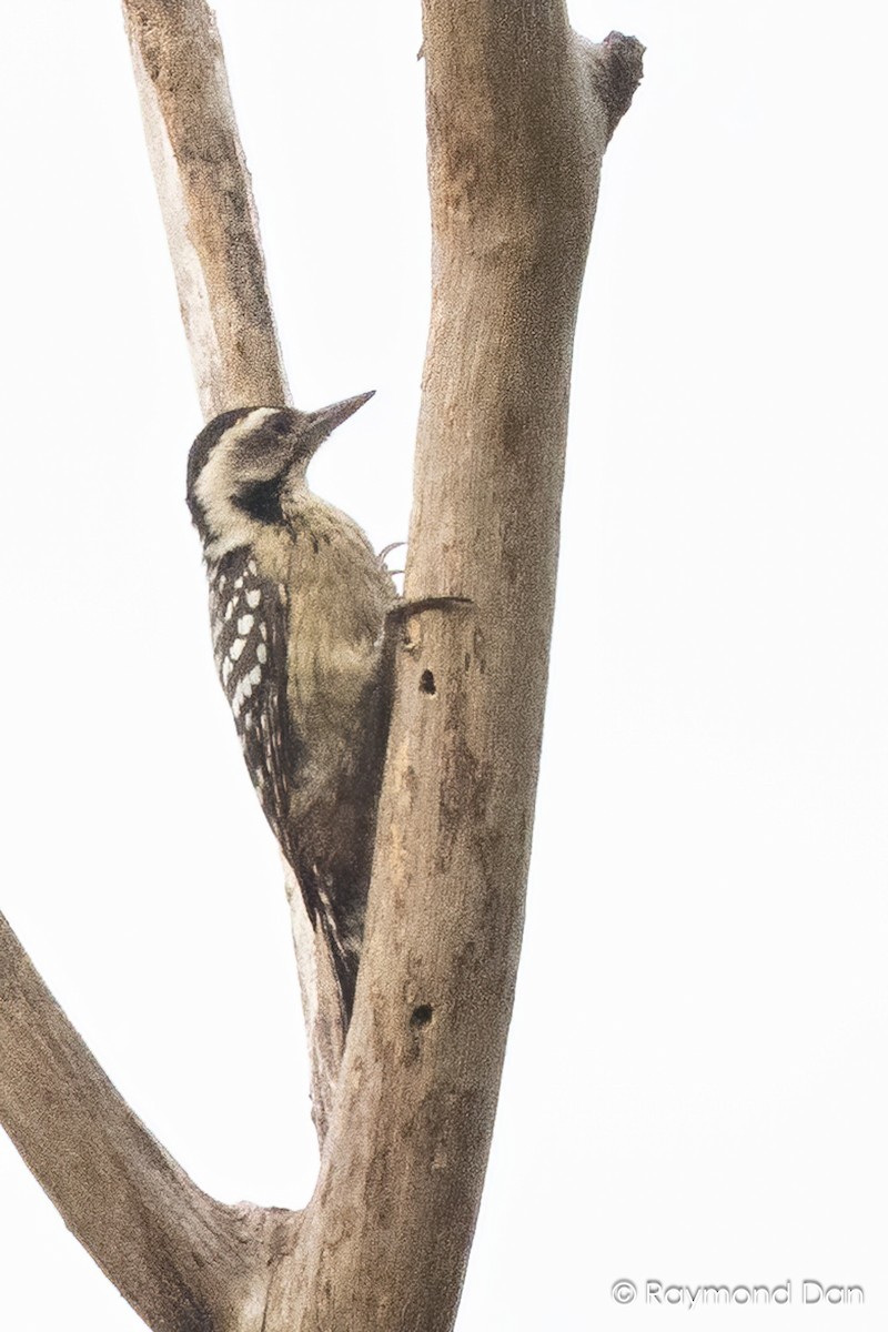 Freckle-breasted Woodpecker - ML644203540