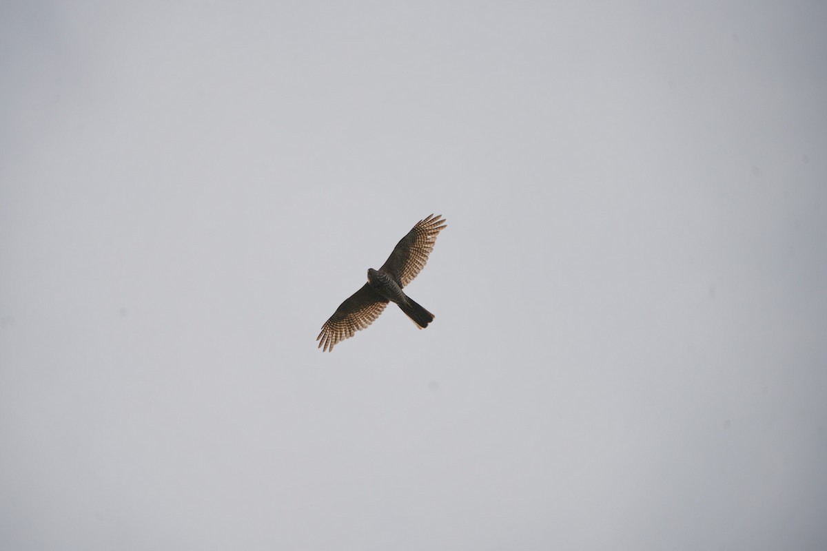 Épervier à collier roux - ML644203550