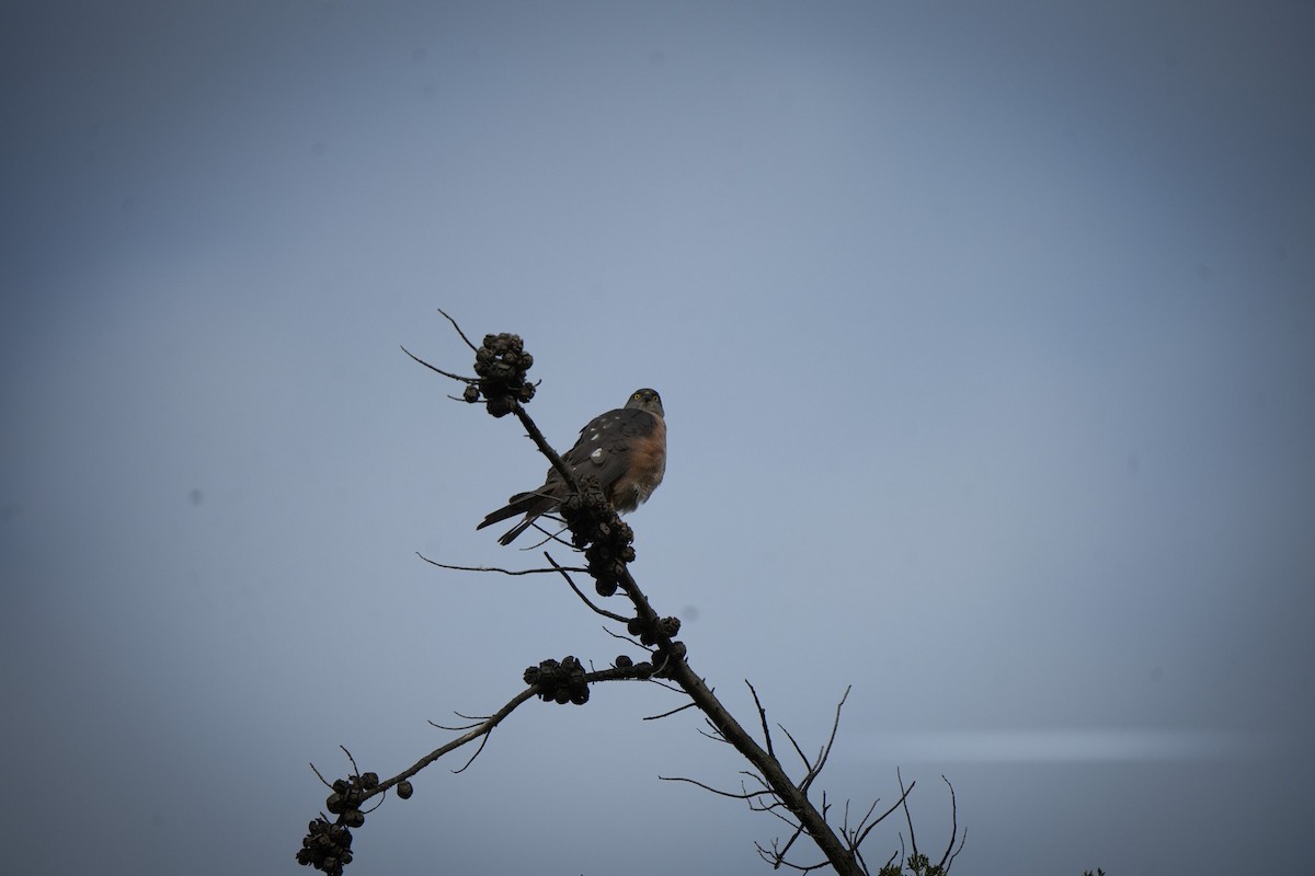 Épervier à collier roux - ML644203553
