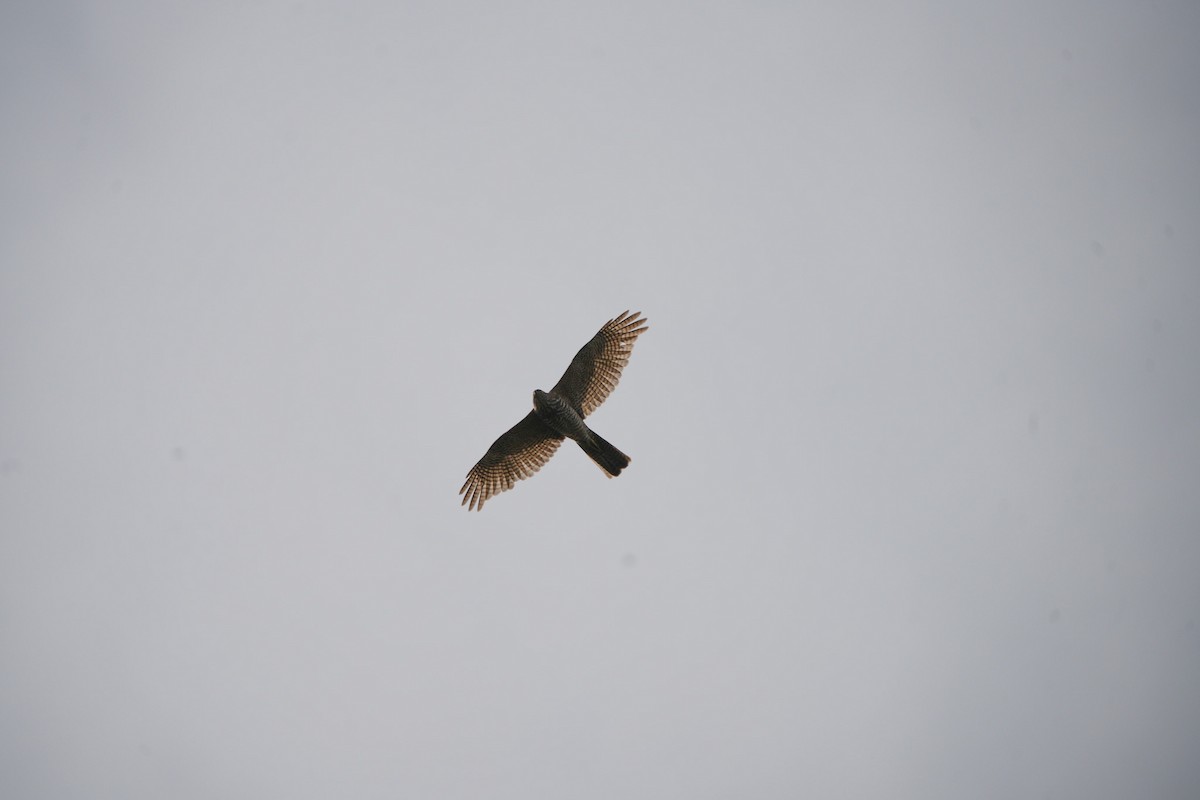 Épervier à collier roux - ML644203554